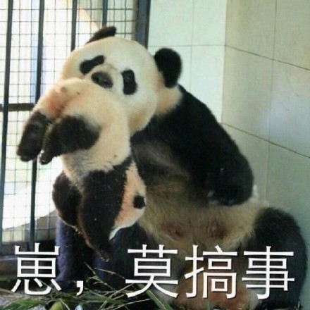 软萌熊猫滚滚表情包上新啦