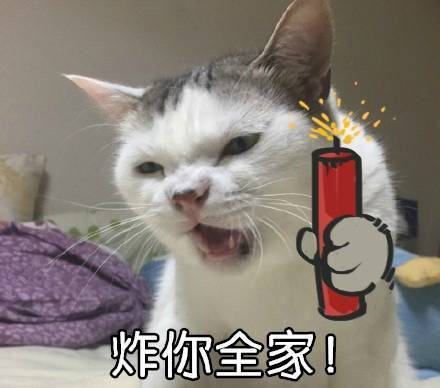 自带大哥气场的猫咪表情包来啦