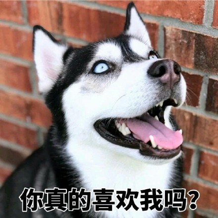 二哈迷看过来！这套哈士奇表情包合集超好用