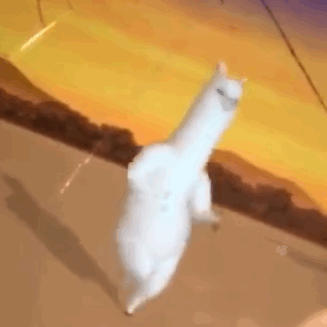 沙雕羊驼表情包合集来啦