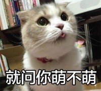 铲屎官快集合！这套吸猫表情包快收好