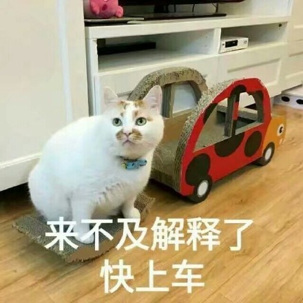 铲屎官集合！这套猫咪表情包太好吸了