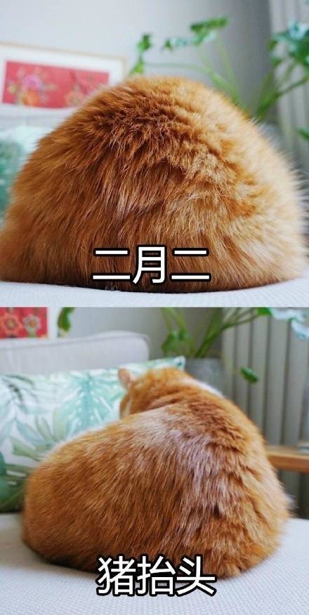 全网爆火的喵星人表情包，个个都是戏精本精