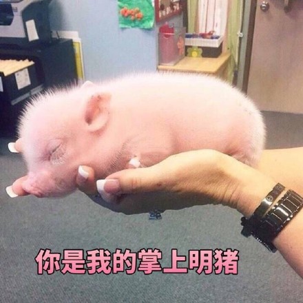 最近超火的无水印萌宠表情包合集