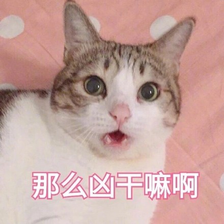 谁懂啊！这套猫咪表情包真的看一次爱一次