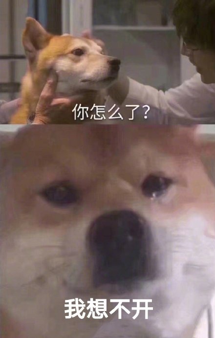 「你怎么了？柴犬流泪」系列表情包来啦