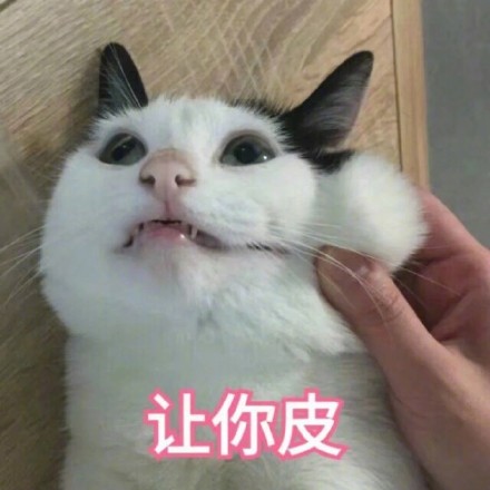 谁懂啊！这套猫咪表情包真的看一次爱一次