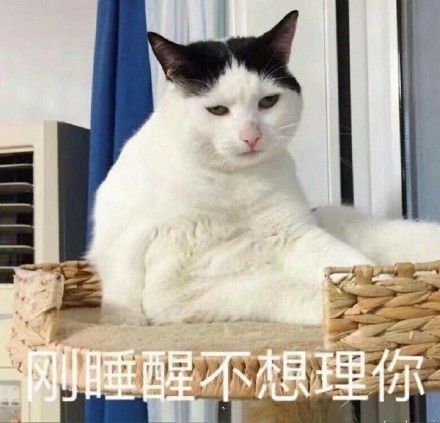 铲屎官集合！软萌猫咪表情包来啦，快一起吸猫