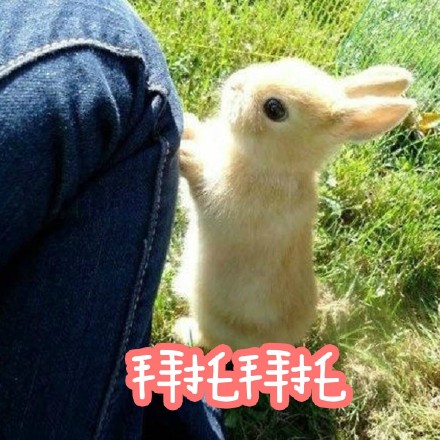 适合仙女用的小兔几表情包来啦