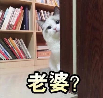 快来看！这套猫咪斗图表情包太适合吸猫了