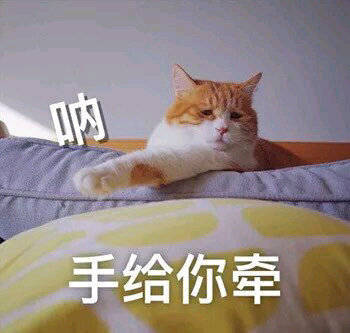 斗图党狂喜！这套猫咪表情包把日常情绪都拿捏了