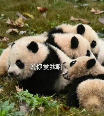 大熊猫系列表情包合集