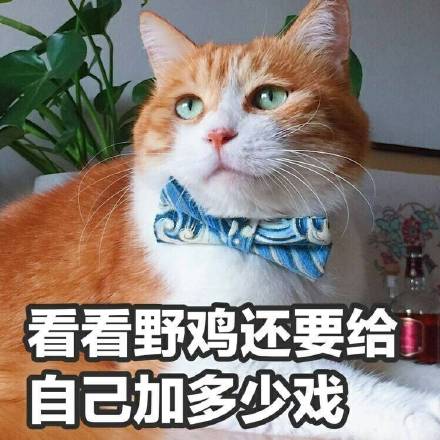 这套萌猫表情包，看完直接完成日常吸猫KPI