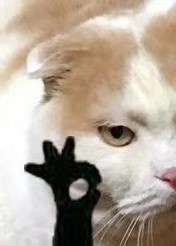 今天聊天用啥表情？这份热门表情包合集收好啦