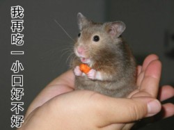 超萌仓鼠表情包合集来啦