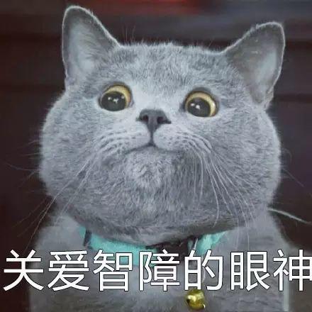 聊天斗图必备！这套网红猫咪表情包火出圈了
