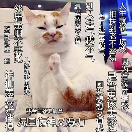 这组魔性莫生气表情包，帮你把这个月的火气都压下去