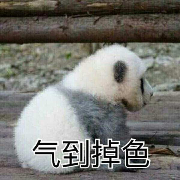 大熊猫系列表情包合集