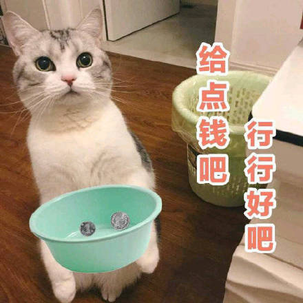 斗图党狂喜！这套猫咪表情包把日常情绪都拿捏了