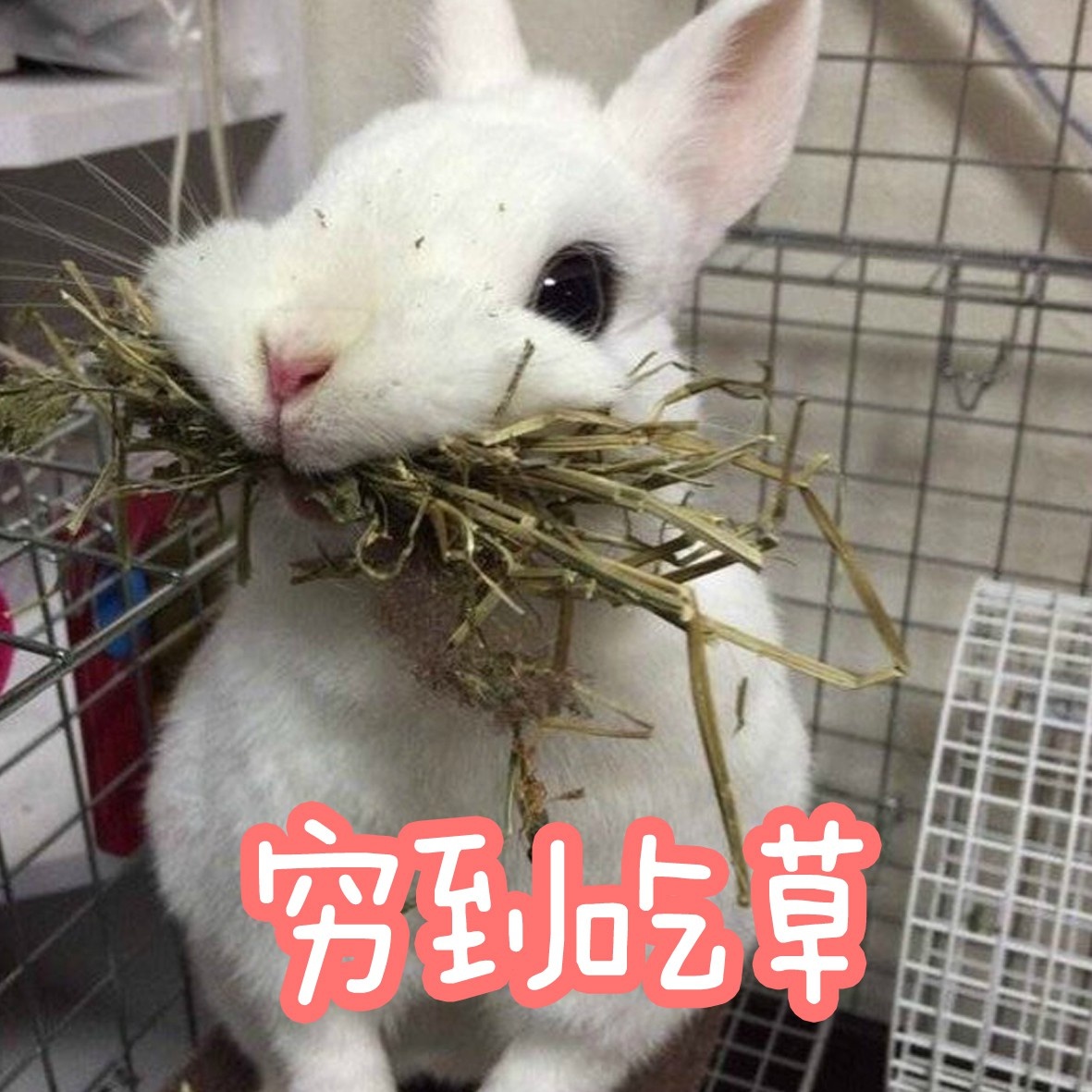 适合仙女用的小兔几表情包来啦