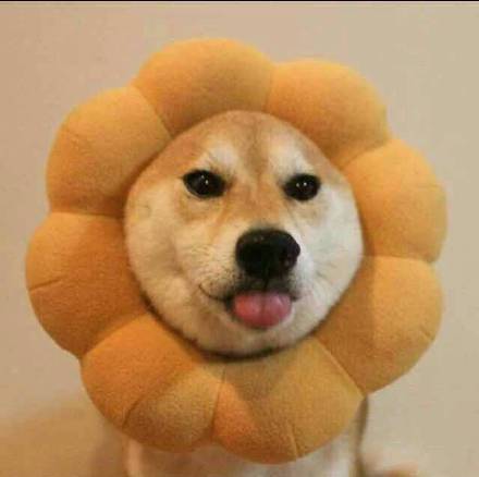 超甜猫狗情侣头像合集