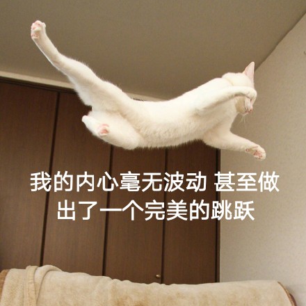这只帅猫偷偷飘过 还不想让人认出它