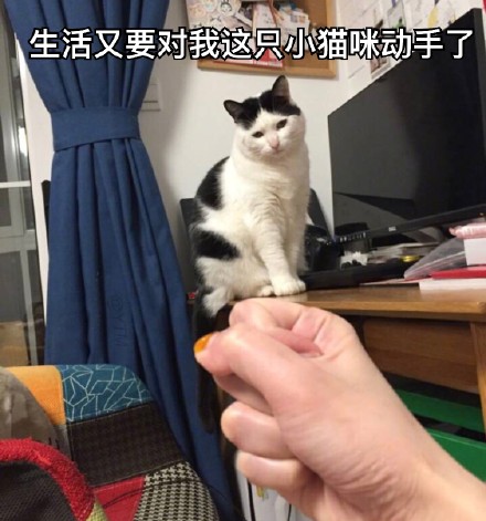 3月4日斗图必备表情包原图合集