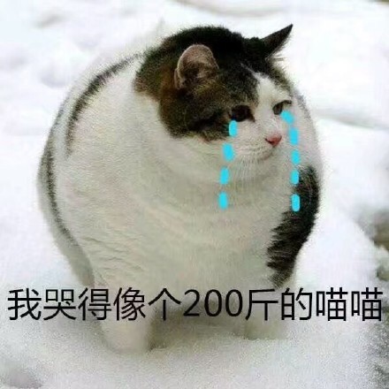 这套猫咪表情包太上头！爱吸猫的快存