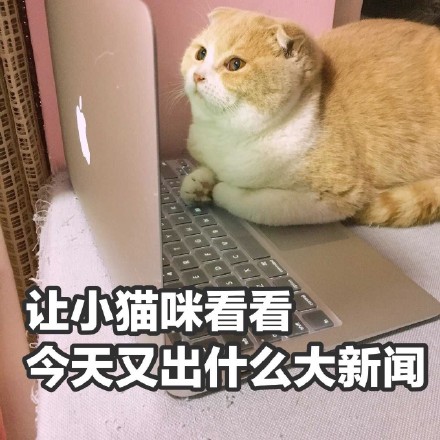 挖到一套软萌小猪喵表情包