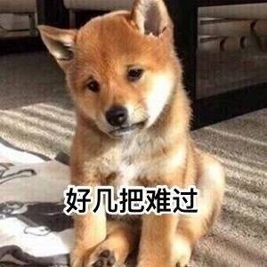 超实用柴犬Doge微信表情包合集