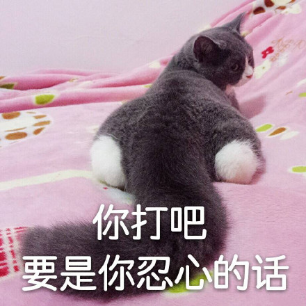 这套萌猫表情包，看完直接完成日常吸猫KPI