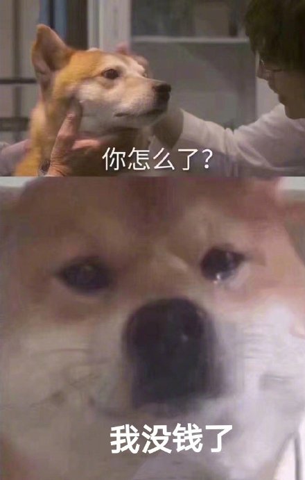 「你怎么了？柴犬流泪」系列表情包来啦