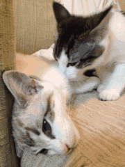 这些喵星人表情包，每一张都藏着小故事