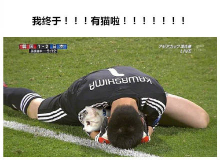 把世界杯换成吸猫现场！这套表情包让斗图秒变撸猫现场
