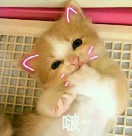 这波猫咪表情包太治愈！快存下来一起吸猫