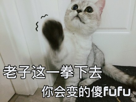 超实用猫咪表情包合集 斗图必备