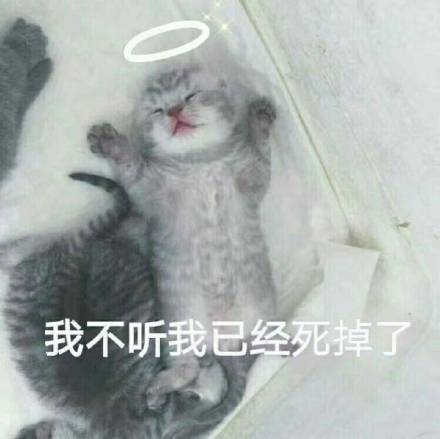 这套萌猫表情包，看完直接完成日常吸猫KPI