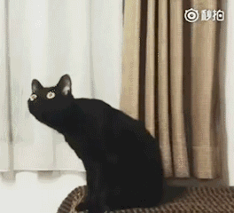 超有意思的长颈黑猫沙雕表情包合集