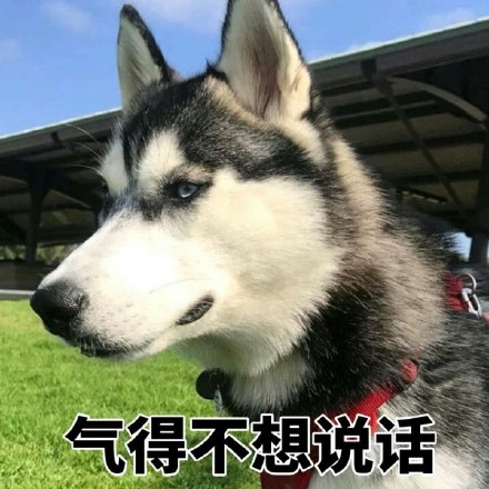 二哈迷看过来！这套哈士奇表情包合集超好用