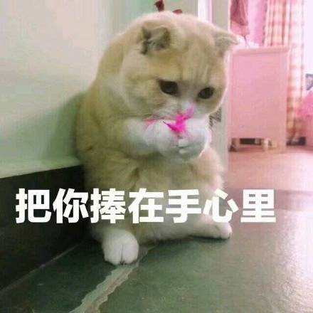 斗图党狂喜！这套猫咪表情包把日常情绪都拿捏了