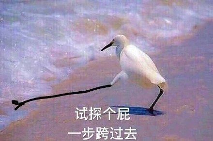 海鸥沙滩试探表情包合集来啦