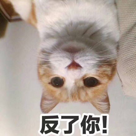 10月31日热门表情包合集来了
