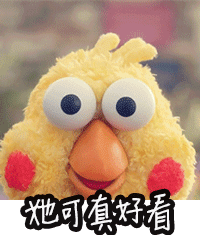 鹦鹉兄弟动图合集来啦！聊天斗图不用愁