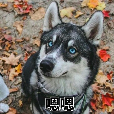 二哈迷看过来！这套哈士奇表情包合集超好用