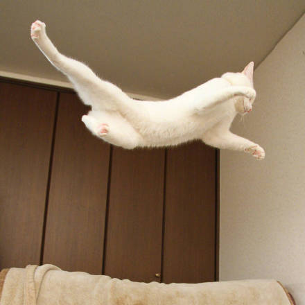 这只帅猫偷偷飘过 还不想让人认出它