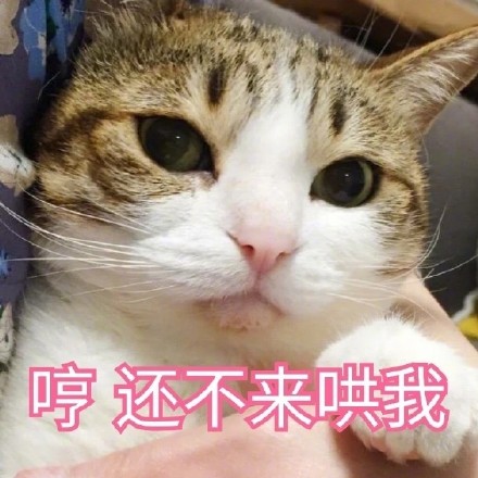谁懂啊！这套猫咪表情包真的看一次爱一次