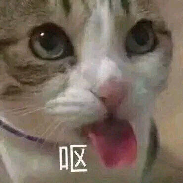 斗图党狂喜！这套猫咪表情包把日常情绪都拿捏了