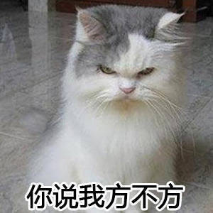 猫咪表情包合集，直接拿去用