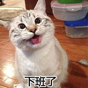 猫咪表情包合集，直接拿去用