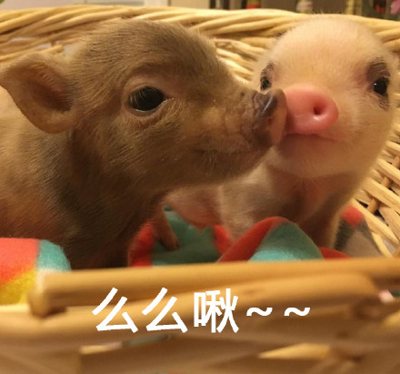 这套警告表情包火了！带降温提醒还自带反差萌